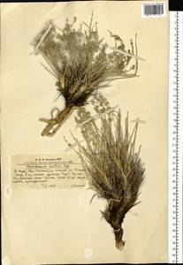 Ferulopsis hystrix (Bunge ex Ledeb.) Pimenov, Siberia, Altai & Sayany Mountains (S2) (Russia)