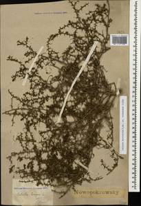 Salsola tragus L., Caucasus, Stavropol Krai, Karachay-Cherkessia & Kabardino-Balkaria (K1b) (Russia)