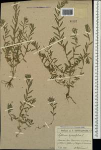 Lythrum hyssopifolia L., Crimea (KRYM) (Russia)