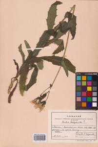 Sonchus brachyotus DC., Siberia, Russian Far East (S6) (Russia)