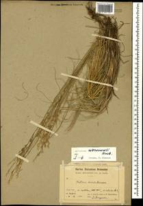 Festuca varia Haenke, Caucasus, Armenia (K5) (Armenia)