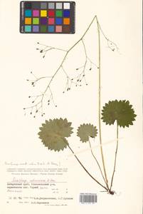 Micranthes nelsoniana subsp. aestivalis (Fisch. & C. A. Mey.) Elven & D. F. Murray, Siberia, Russian Far East (S6) (Russia)