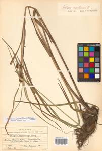 Bolboschoenus yagara (Ohwi) Y.C.Yang & M.Zhan, Siberia, Russian Far East (S6) (Russia)