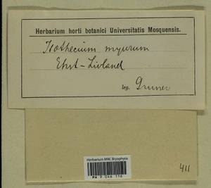 Isothecium alopecuroides (Lam. ex Dubois) Isov., Bryophytes, Bryophytes - Baltic States (B1)