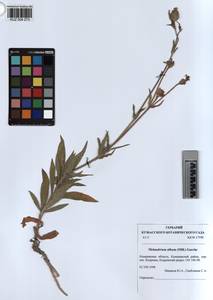 KUZ 004 273, Silene latifolia subsp. alba (Miller) Greuter & Burdet, Siberia, Altai & Sayany Mountains (S2) (Russia)