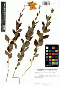 Platycodon grandiflorus (Jacq.) A.DC., Siberia, Baikal & Transbaikal region (S4) (Russia)