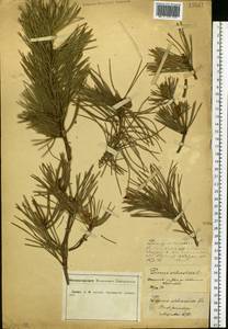 Pinus sylvestris L., Eastern Europe, Central forest-and-steppe region (E6) (Russia)
