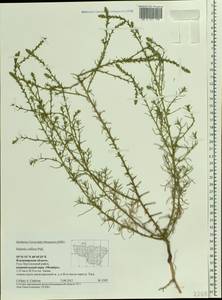 Salsola collina Pall., Eastern Europe, Central region (E4) (Russia)