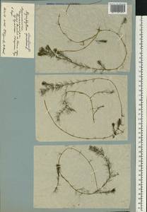 Myriophyllum alterniflorum DC., Eastern Europe, Northern region (E1) (Russia)