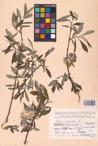 Salix viminalis L., Eastern Europe, Northern region (E1) (Russia)