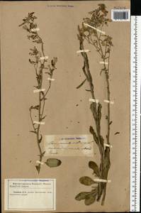 Campanula sibirica L., Eastern Europe, North Ukrainian region (E11) (Ukraine)