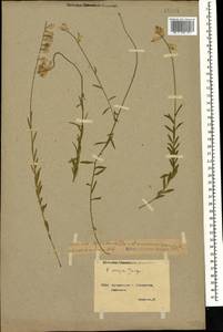 Polygala major Jacq., Caucasus, Georgia (K4) (Georgia)