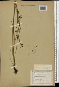 Gasparinia peucedanoides (M. Bieb.) Thell., Caucasus, Stavropol Krai, Karachay-Cherkessia & Kabardino-Balkaria (K1b) (Russia)