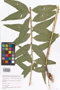 Sisymbrium strictissimum L., Eastern Europe, Lower Volga region (E9) (Russia)
