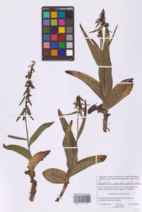 Epipactis palustris (L.) Crantz, Eastern Europe, Moscow region (E4a) (Russia)