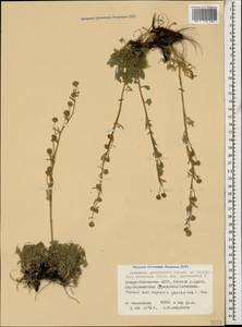 Artemisia alpina Pall. ex Willd., Caucasus, North Ossetia, Ingushetia & Chechnya (K1c) (Russia)