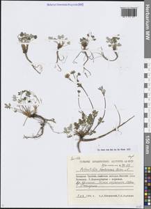 Potentilla arenosa (Turcz.) Juz., Siberia, Chukotka & Kamchatka (S7) (Russia)