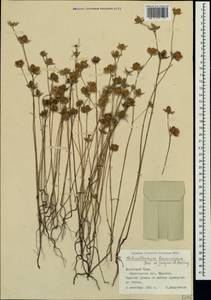 Helianthemum ledifolium subsp. lasiocarpum (Jacques & Hérincq) Nyman, Crimea (KRYM) (Russia)