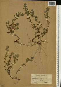 Teucrium scordium subsp. scordioides (Schreb.) Arcang., Eastern Europe, Lower Volga region (E9) (Russia)