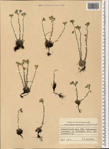 Eritrichium caucasicum (Albov) Grossh., Caucasus, Stavropol Krai, Karachay-Cherkessia & Kabardino-Balkaria (K1b) (Russia)