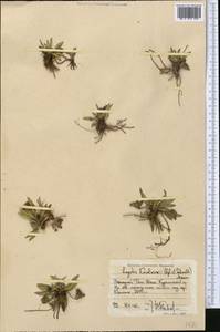 Lagotis korolkowii (Regel & Schmalh.) Maxim., Middle Asia, Western Tian Shan & Karatau (M3) (Uzbekistan)