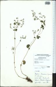 Alchemilla micans Buser, Eastern Europe, Central region (E4) (Russia)