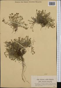 Asperula neilreichii Beck, Western Europe (EUR) (Austria)