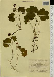 Rubus chamaemorus L., Eastern Europe, Eastern region (E10) (Russia)