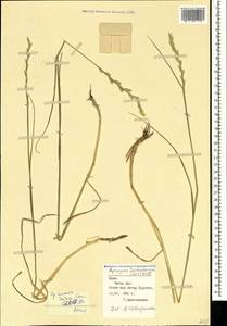 Thinopyrum intermedium subsp. intermedium, Crimea (KRYM) (Russia)