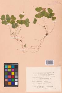 Oxalis acetosella L., Eastern Europe, West Ukrainian region (E13) (Ukraine)