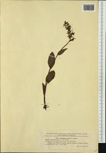 Dactylorhiza viridis (L.) R.M.Bateman, Pridgeon & M.W.Chase, Western Europe (EUR) (Romania)