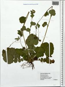 Geum macrophyllum Willd., Eastern Europe, Moscow region (E4a) (Russia)