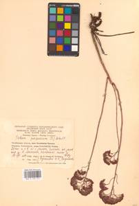 Hylotelephium telephium (L.) H.Ohba, Eastern Europe, Eastern region (E10) (Russia)
