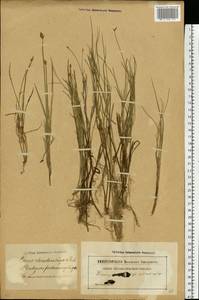 Carex chordorrhiza L.f., Eastern Europe, Latvia (E2b) (Latvia)