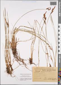 Carex cespitosa L., Eastern Europe, Central forest region (E5) (Russia)