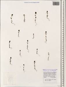 Euphrasia amblyodonta Juz., Caucasus, Stavropol Krai, Karachay-Cherkessia & Kabardino-Balkaria (K1b) (Russia)