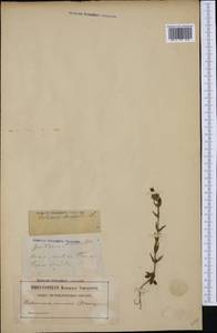 Gentianella amarella (L.) Börner, Western Europe (EUR) (France)