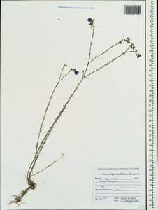 Linum austriacum subsp. squamulosum (Juz.), Crimea (KRYM) (Russia)