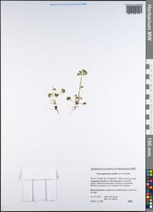Chrysosplenium wrightii subsp. saxatile (Khokhr.) V.N. Voroshilov, Siberia, Russian Far East (S6) (Russia)