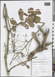 Raphanus raphanistrum subsp. maritimus (Don) Thell., Caucasus, Black Sea Shore (from Novorossiysk to Adler) (K3) (Russia)