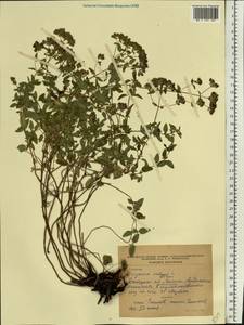 Origanum vulgare L., Eastern Europe, South Ukrainian region (E12) (Ukraine)