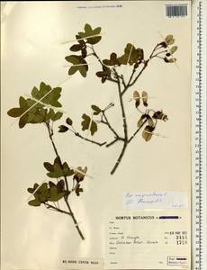 Acer monspessulanum L., South Asia, South Asia (Asia outside ex-Soviet states and Mongolia) (ASIA) (Iran)