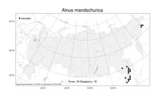 Alnus mandschurica (Callier) Hand.-Mazz., Atlas of the Russian Flora (FLORUS) (Russia)