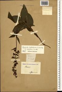 Epipactis helleborine (L.) Crantz, Caucasus, North Ossetia, Ingushetia & Chechnya (K1c) (Russia)