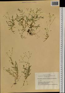 Stellaria davurica D. F. K. Schltdl., Siberia, Altai & Sayany Mountains (S2) (Russia)