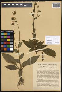 Hieracium sabaudum subsp. quercetorum (Jord. ex Boreau) Zahn, Western Europe (EUR) (Croatia)