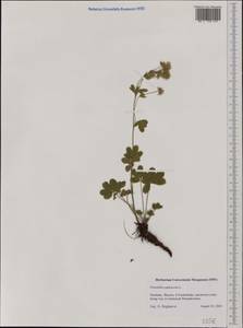 Potentilla caulescens L., Western Europe (EUR) (Germany)