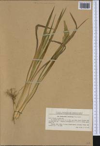Echinochloa oryzoides (Ard.) Fritsch, Western Europe (EUR) (Romania)