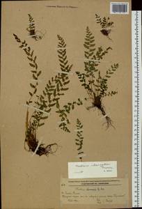 Woodsia subcordata Turcz., Siberia, Russian Far East (S6) (Russia)