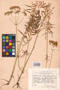 Valeriana pratensis subsp. angustifolia (Soó) Kirschner, Buttler & Hand, Eastern Europe, South Ukrainian region (E12) (Ukraine)